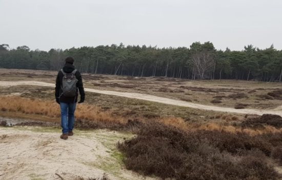 NS wandeling - Utrechtse Heuvelrug