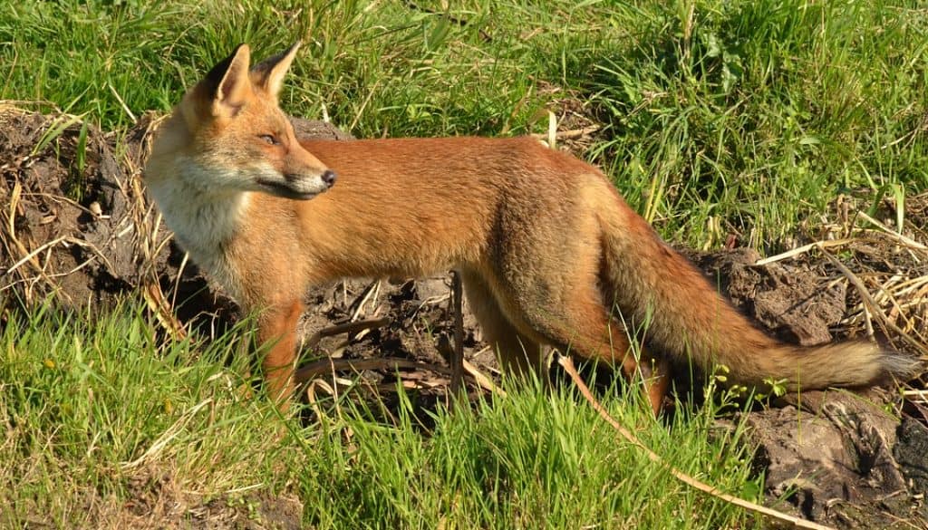 HappyHikers - Wild Spotten - Vos