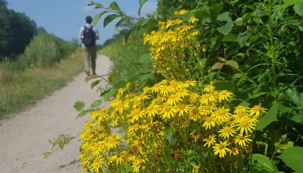 Wandelen wilde bloemen - Stoetwegenpad - HappyHikers