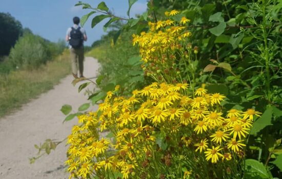 Wandelen wilde bloemen - Stoetwegenpad - HappyHikers