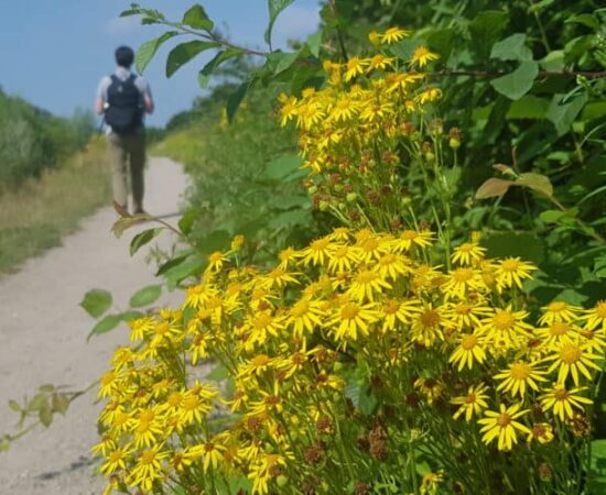 Wandelen wilde bloemen - Stoetwegenpad - HappyHikers